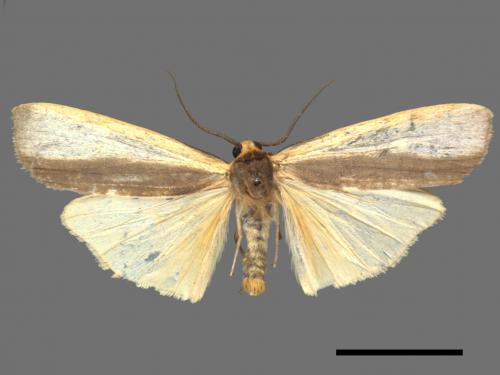 Agylla divisa[梯雙分華苔蛾][00039517]