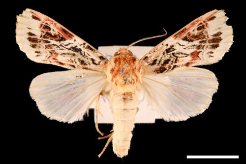 Spodoptera picta[00002730]