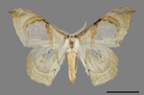 Macrauzata fenestraria insulata[台灣窗翅鉤蛾][00092455]