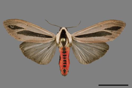 Creatonotos gangis[黑條灰燈蛾][00120270]