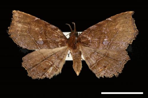 Eutrogia morosa[00007552]