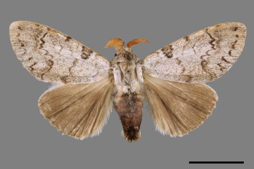 Calliteara postfusca[波茸毒蛾][00054686]
