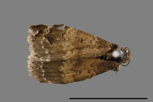 <已分類>Family：Noctuidae[夜蛾科][00010870]