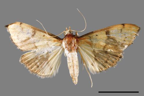 <已分類>Family：Crambidae[草螟科][00064914]