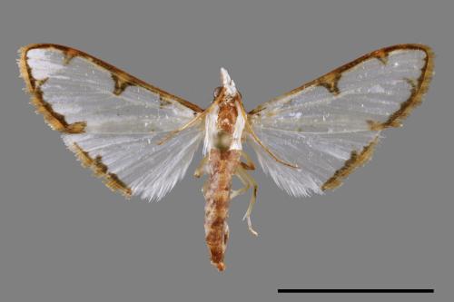 Cirrhochrista spinuella[00035172]