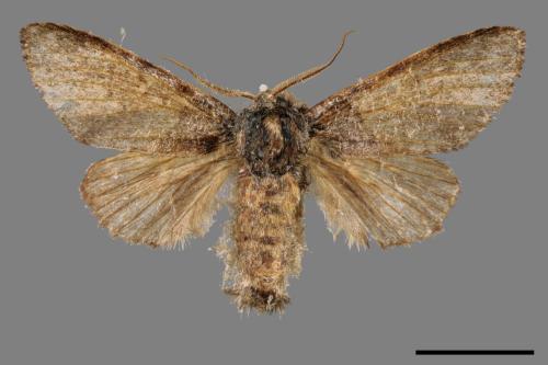 Pseudofentonia diluta variegata[迴舟蛾][00051665]