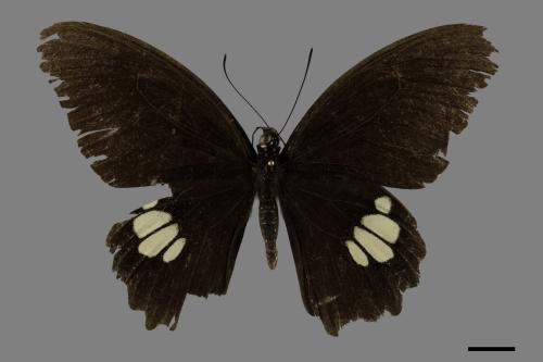 Papilio castor formosanus[無尾白紋鳳蝶][00101369]