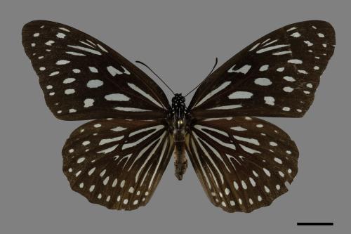 Tirumala septentrionis[小紋青斑蝶][00093944]