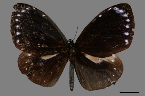 Euploea tulliolus koxinga[小紫斑蝶][00013392]