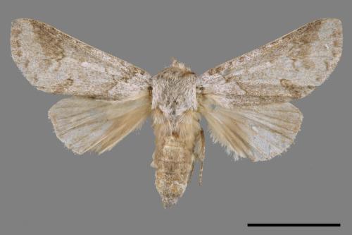 Neodrymonia marginalis[端黑灰舟蛾][00057998]