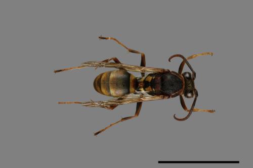 Polistes takasagonus[雙斑長腳蜂][00072676]