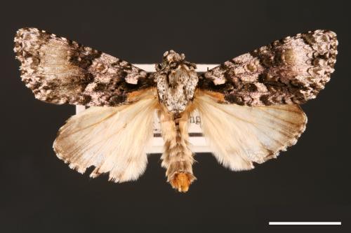 Craniophora harmandi[黑點首夜蛾][00000462]