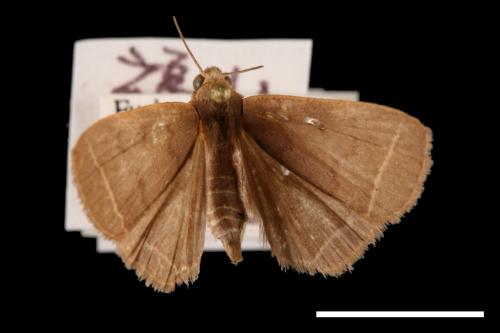 Simplicia xanthoma[00011354]