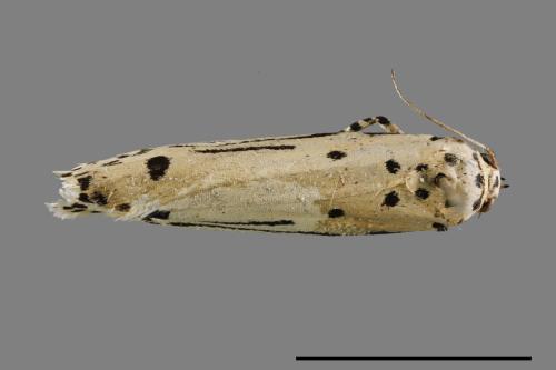 Ethmia lineatonotella[點帶織葉蛾][00061467]