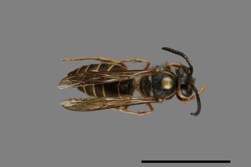 Vespula flaviceps[細黃胡蜂][00073450]