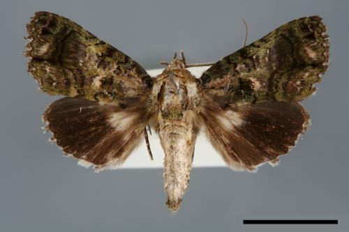 Aedia perdicipennis[00007056]