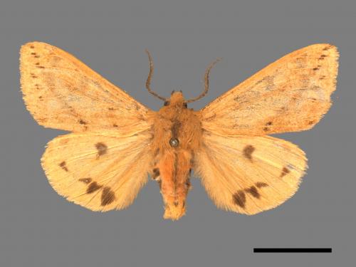 Spilarctia fumida[煙污燈蛾][00018698]