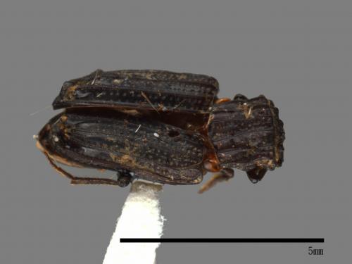 <已分類>Family：Scarabaeidae[金龜子科][00040332]