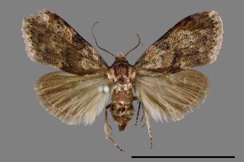 <已分類>Family：Noctuidae[夜蛾科][00008886]