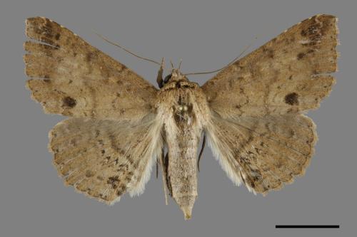<已分類>Genus：Erebus[00100486]