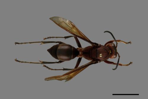 Polistes tenebricosus[赭褐長腳蜂][00010331]