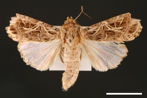 Spodoptera litura[斜紋夜蛾][00002781]