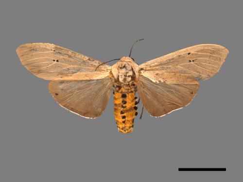 Creatonotos transiens vacillans[八點燈蛾][00050512]