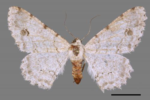 Lassaba parvalbidaria parvalbidaria[污雪雙斑尺蛾][00036017]