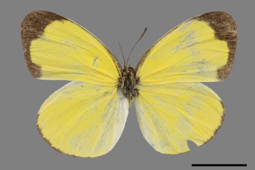 Eurema brigitta bhainana[星黃蝶][00014419]