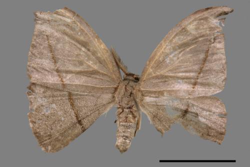 Albara reversaria opalescens[單帶鉤蛾][00038954]