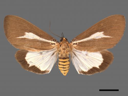 Asota heliconia zebrina[圓端擬燈蛾][00020567]