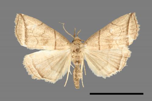 Herminia grisealis[00011667]