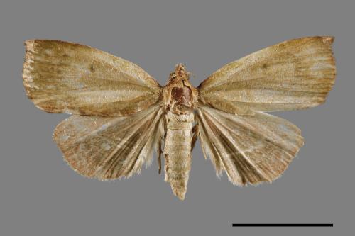 <已分類>Family：Pyralidae[螟蛾科][00045871]