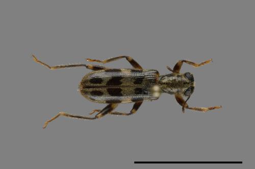 <已分類>Family：Cleridae[郭公蟲科][00099889]