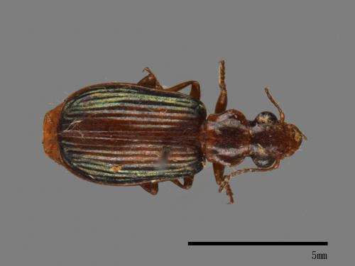 <已分類>Family：Carabidae[步行蟲科][00092588]