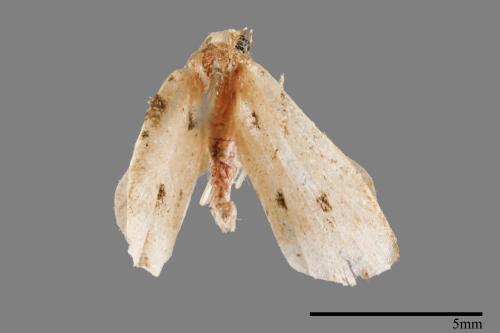 Metaemene atrigutta maculata[麗夜蛾][00009187]