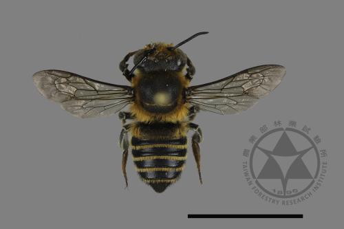 Megachile taiwanicola[台灣切葉蜂][00135229]