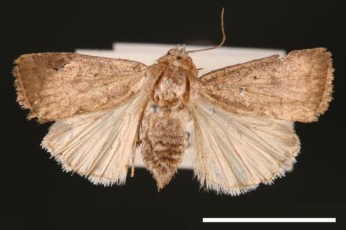 Athetis cognata[00003242]