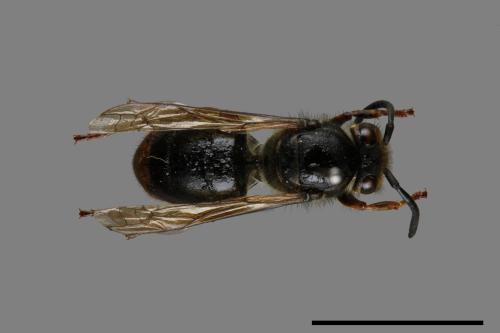 Vespula flaviceps[細黃胡蜂][00073125]