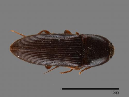 <已分類>Family：Elateridae[叩頭蟲科][00083802]