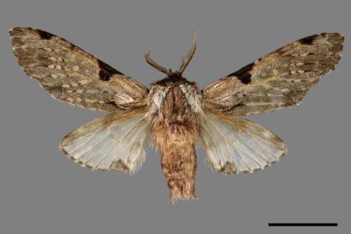 Harpyia microsticta baibarana[小點枝背舟蛾][00052972]