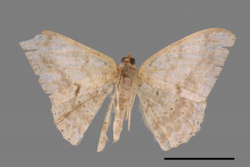Luxiaria mitorrhaphes[雙斑鈎尺蛾][00039754]