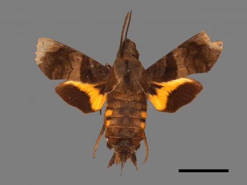 Macroglossum pyrrhosticta[黃斑長喙天蛾][00016491]