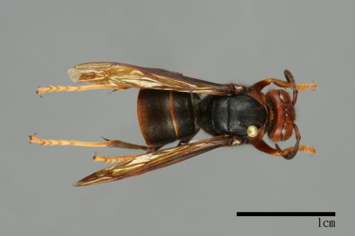 Vespa velutina[黃腳虎頭蜂][00096136]