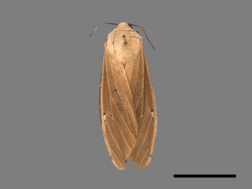 Creatonotos transiens vacillans[八點燈蛾][00022001]