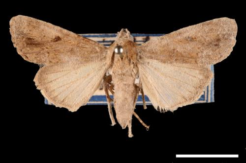 Spodoptera mauritia acronyctoides[灰翅夜蛾][00002740]