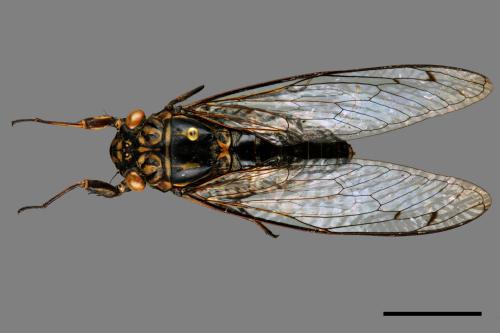 Meimuna opalifera[寒蟬][00090495]