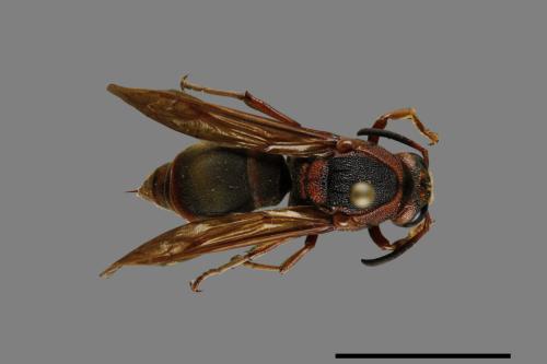 Orancistrocerus drewseni nigricapitus[赭褐毛唇蜾蠃][00073537]