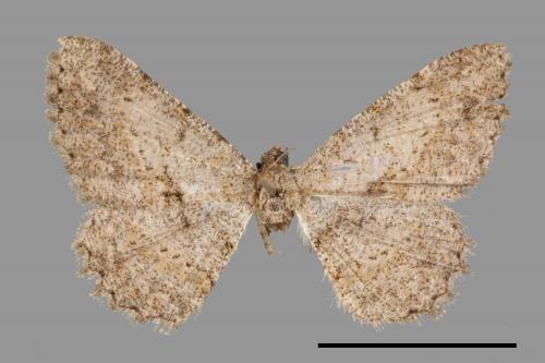 Psilalcis breta rantaizana[巒大山小尺蛾][00022511]