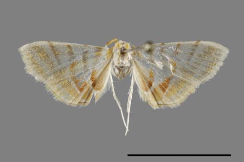 <已分類>Family：Crambidae[草螟科][00100529]
